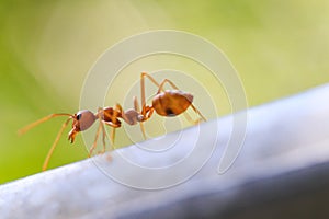 Fire ant in nature with macro photography