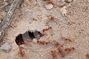 Fire ants