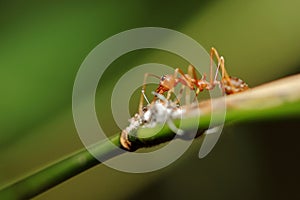 Fire ants