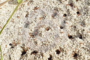 Fire ants on ant bed