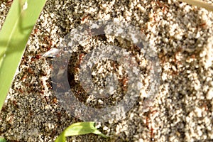 Fire ants on ant bed