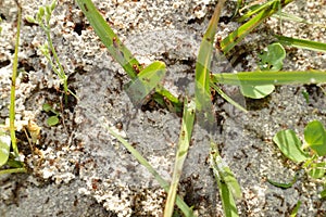 Fire ants on ant bed