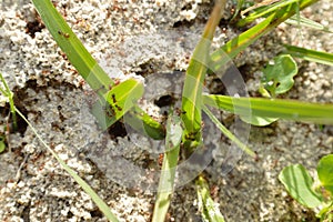 Fire ants on ant bed