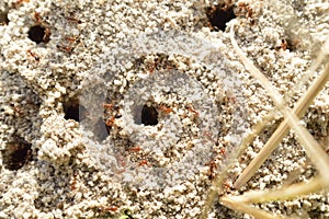 Fire ants on ant bed