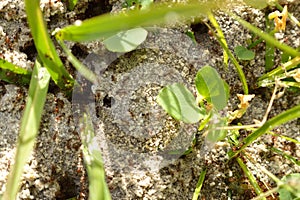 Fire ants on ant bed