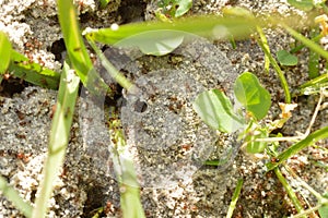 Fire ants on ant bed
