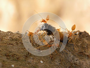 Fire ants carrying an insect