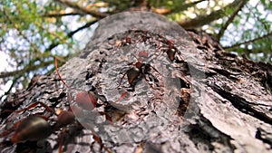 Fire ants crawling up a pine tree