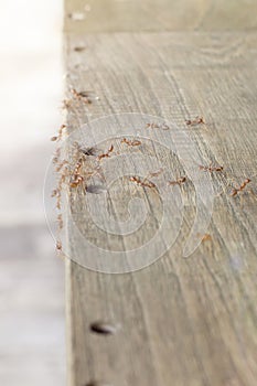 Fire ants are looking for food