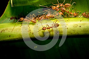 Fire ants meeting on banana leaf