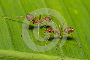 Fire ants meeting on banana leaf