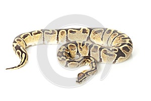 Fire ball python