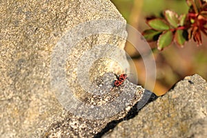 Fire beetles in the summer on a stone
