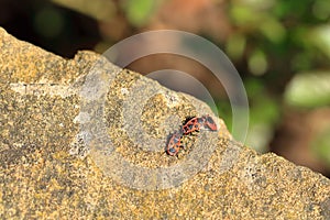 Fire beetles in the summer on a stone