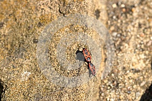 Fire beetles in the summer on a stone