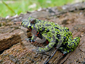 Fire-bellied Toad 10