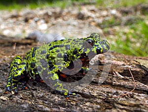 Fire-bellied Toad 2