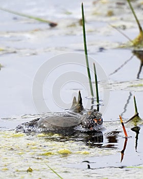 Fire Bellied Toad