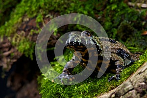 Fire-bellied toad photo
