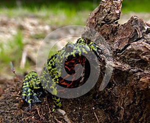 Fire-bellied Toad 4