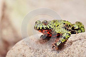 Fire-bellied Toad