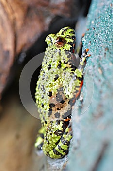 Fire-bellied Toad