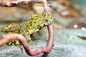 Fire-bellied Toad