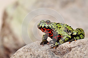 Fire-bellied Toad