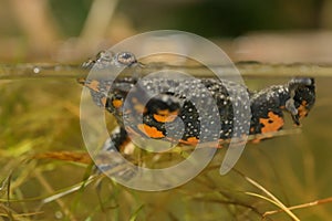 Fire-bellied Toad