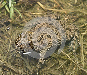 Fire-bellied toad bombina bombina