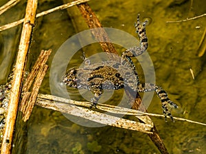 Fire-bellied toad bombina bombina