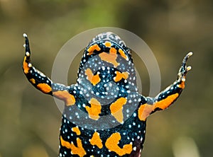 Fire-bellied toad bombina bombina