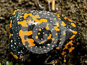 Fire-bellied toad bombina bombina