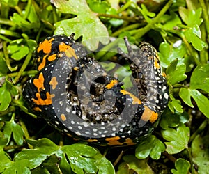 fire-bellied toad bombina bombina