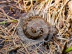 Fire-bellied toad bombina bombina