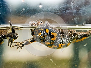 Fire-bellied toad bombina bombina