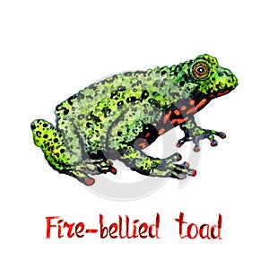 Fire-bellied toad Bombina bombina, isolated hand painted watercolor illustration with handwritten inscription