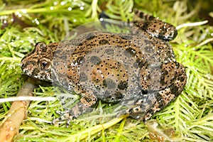 The fire-bellied toad (Bombina bombina) in its natural habitat