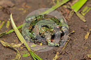 Fire bellied toad (Bombina bombina) small metamorphosed juvenile frog