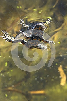 Fire-bellied Toad Bombina bombina under water in the pond