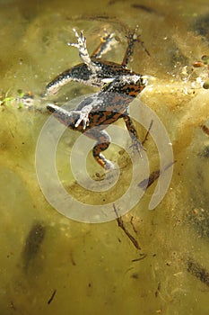 Fire-bellied Toad Bombina bombina underwater