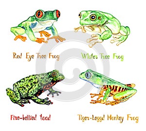 Red eye tree frog Agalychnis callidryas, White`s tree frog Ranoidea caerulea, Fire-bellied toad Bombina bombina, tiger-legge photo
