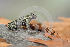 A Fire Bellied Toad Bombina Orientalis sitting on a small stone, with orange leaves all around him