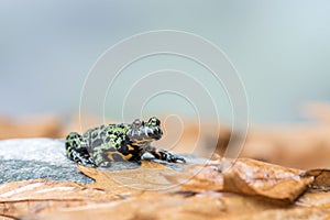 A Fire Bellied Toad Bombina Orientalis sitting on a small stone, with orange leaves all around him