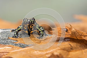 A Fire Bellied Toad Bombina Orientalis sitting on a small stone, with orange leaves all around him