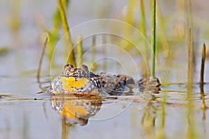Fire-bellied Toad croaking in water surface