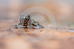 A Fire Bellied Toad, sitting in shallow water, reflecting onto the water.