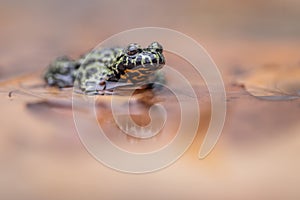 A Fire Bellied Toad, sitting in shallow water, reflecting onto the water.