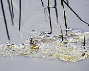 Fire Bellied Toad Submerged in Water