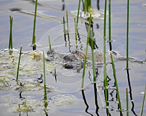 Fire Bellied Toads in Water